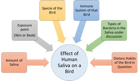 Is Human Saliva Toxic To Birds? (An In-Depth Guide) - Birdcageshere