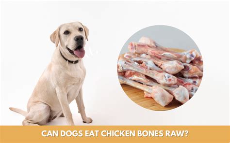 Is It Better For Dogs To Eat Raw Or Cooked Chicken?