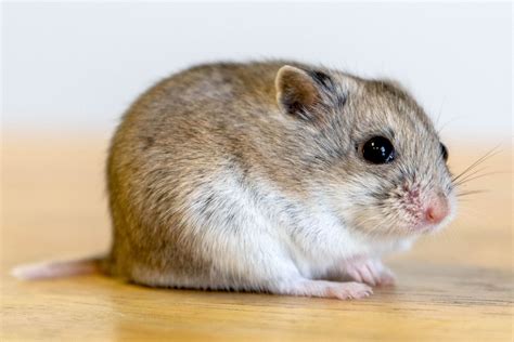 Is It Illegal to Have Hamster in Australia? - Home HamsterFAQs