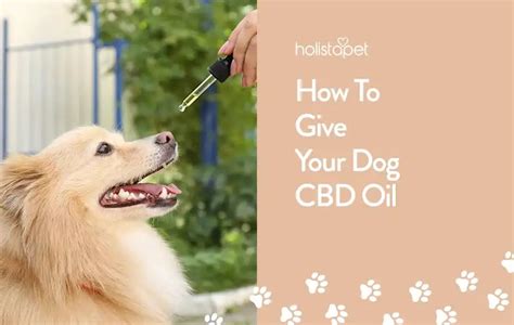 Is It Okay To Give Dogs Cbd