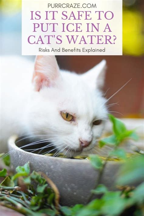 Is It Safe To Put Ice In A Cat’s Water? Purr Craze