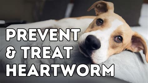 Is It Safe to Use Natural Methods for Heartworm Prevention