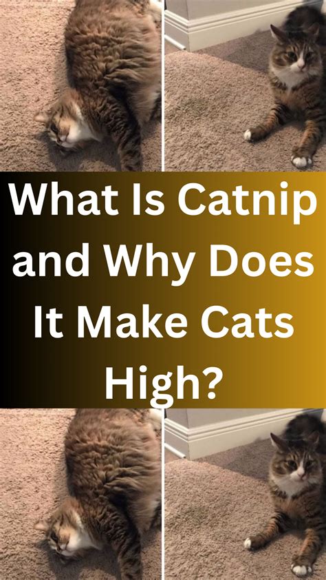 Is It True That Catnip Makes Cats High? Pet Keen