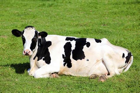 Is It True That Cows Lie Down When It