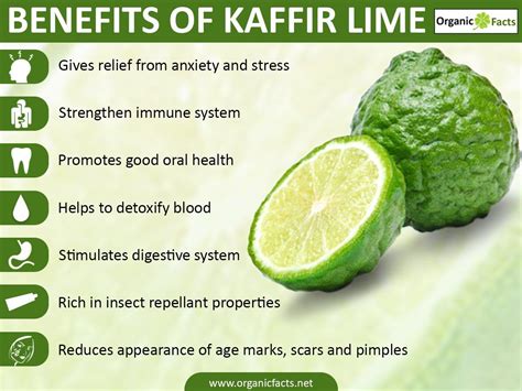 Is Kaffir Lime Good For Hair ShunCy - Love the green