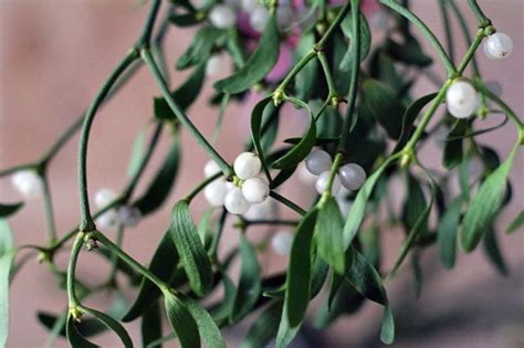 Is Mistletoe Toxic to Cats?