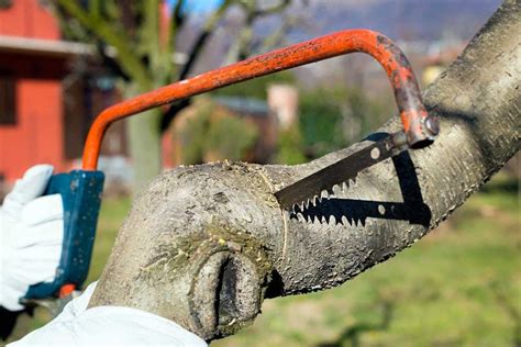 Is Peach Firewood Good To Burn? - Axe Adviser