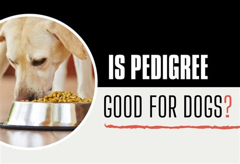 Is Pedigree Good For Dogs? Read This Before Making Buying …