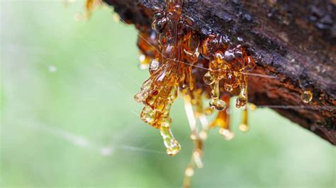 Is Pine Sap Toxic or Poisonous to Dogs, Cats & Humans?