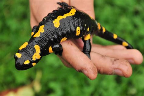 Is Salamander Harmful To Humans? - Taphibians