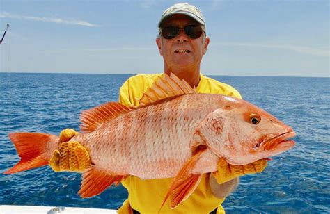 Is Silk Snapper Good To Eat? - Stellina Marfa