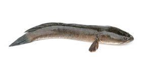 Is Snakehead Good To Eat? - Reel Game