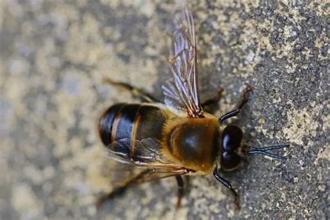 Is There Actually A King Bee? Here’s The Truth… - Busy Beekeeping