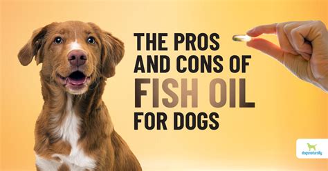 Is There a Better Alternative to Fish Oil for Dogs?