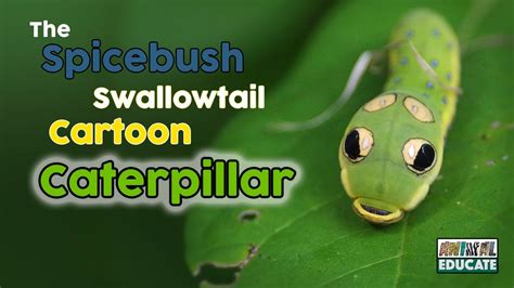 Is This Caterpillar For Real? The Spicebush Swallowtail Caterpillar 🐛