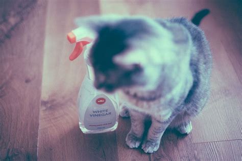 Is Vinegar Safe for Cats? Is It Harmful: 1. As a Cleaner …