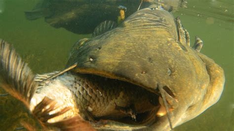 Is Wels Catfish Good To Eat? FishingIsEasy