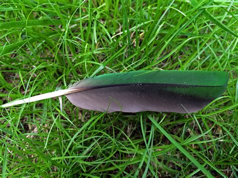 Is Your Bird Experiencing Feather Loss? - The Spruce …