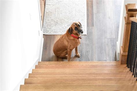 Is Your Dog Afraid of Stairs? Here