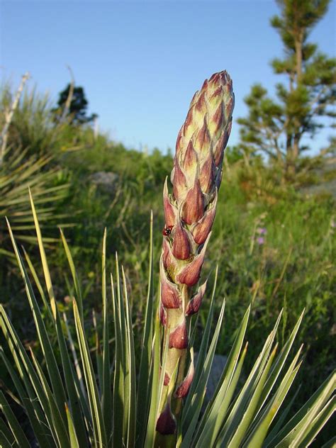 Is Yucca Edible: Information On Growing Yucca For Food