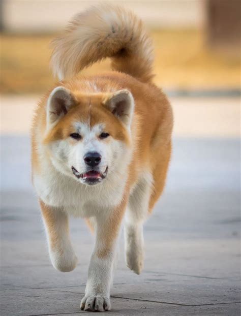 Is a Japanese Akita a dangerous dog? - Dog