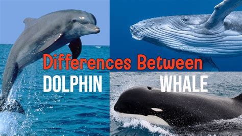 Is a dolphin a whale. The biggest member of the dolphin family is the orca (killer whale). The larger males grow up to 9.8m (32ft 2in) and weigh up to 10,000kg (22,046lbs). Their black, towering dorsal fins grow up to 2m (6ft 7in) and are unique among all whales and dolphins. At birth, orcas are 2.1 to 2.6m (6ft 11in - 8ft 6in). 