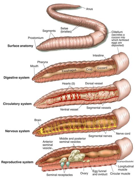 Is a earthworm a mammal? – Sage-Answer