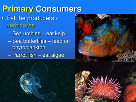 Is a fish a primary consumer? - Answers