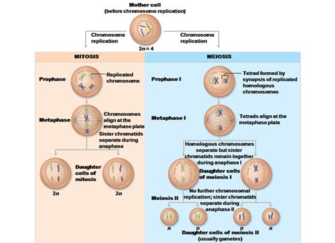 Is a germ cell a haploid or a diploid? - Studybuff