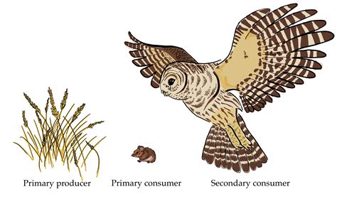 Primary consumers are herbivores, which eat plants, algae, and other producers. In a grassland ecosystem, deer, mice, and even elephants are herbivores. They eat grasses, shrubs, and trees. In a desert ecosystem, a mouse that eats seeds and fruits is a primary consumer.. 