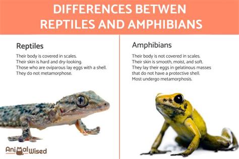 Is a scorpion a reptile or amphibian? Homework.Study.com