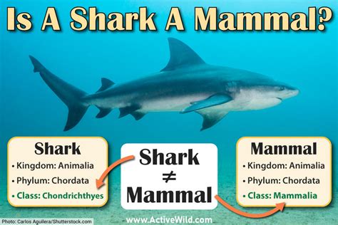Is a shark a mammal. The first difference between sharks and dolphins is the type of animal they are — sharks are fish while dolphins are mammals (like us). Another fact about sharks is that they are what are known as cartilaginous fish, meaning their skeletons are made of cartilage (like our ears and noses) rather than dense bone. Cookie. 