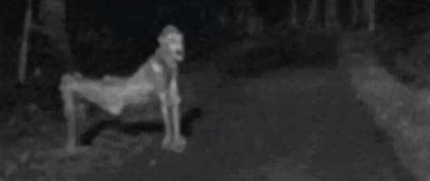 Is a skinwalker real. Things To Know About Is a skinwalker real. 