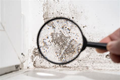 Is all Black Mold Toxic? - HouseCheck Home Services