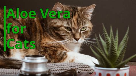 Is aloe safe for cats. 