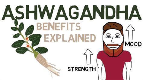 Remarkably, the benefits of ashwagandha extend well beyond stress. Research has shown that supplementing with 600mg of KSM-66® Ashwagandha daily can increase strength, muscle mass, and total testosterone, while reducing body fat [2].*. Supplementing with KSM-66® while also resistance training three times per week, for a period of 12 weeks .... 