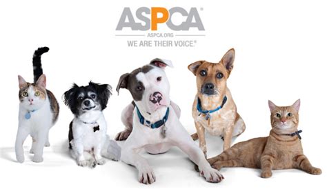 Is aspca a good charity. Jul 30, 2021 · In the past, the ASPCA (or American Society for the Prevention of Cruelty to Animals) focused mainly on the suffering of domestic and household pets, including dogs, cats, and horses. However, in recent years, they have broadened their campaigns to include animal agriculture. While the ASPCA sometimes does good work, especially with providing ... 