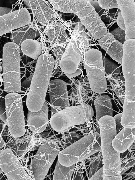 Is bacillus thuringiensis harmful to humans