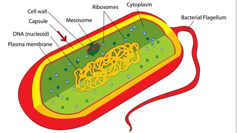 Is bacteria the smallest cell of all? - Quora