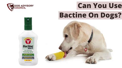 Yes, Bactine Max is safe for dogs to use in small doses and as directed. However, you should avoid using it on large or open wounds or around the eyes, nose, or mouth. Always consult your veterinarian before using any new products on your dog.. 