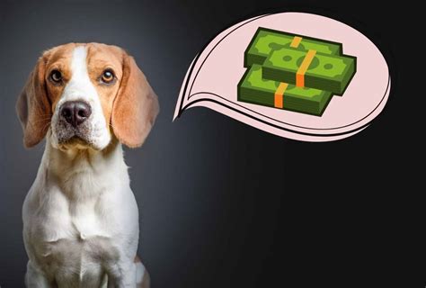 Is beagle 401k real. Things To Know About Is beagle 401k real. 