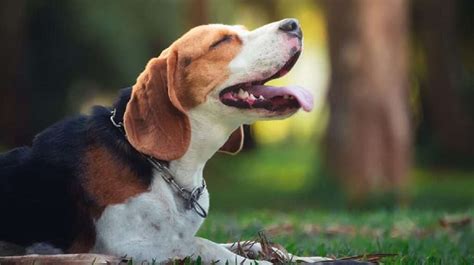 Is beagle legit. May 30, 2023 · Ensure that before leaving with your puppy, you will receive documentation of your dog’s papers. The words “ American Kennel Club ” as well as the AKC logo should be clearly visible. If the ... 