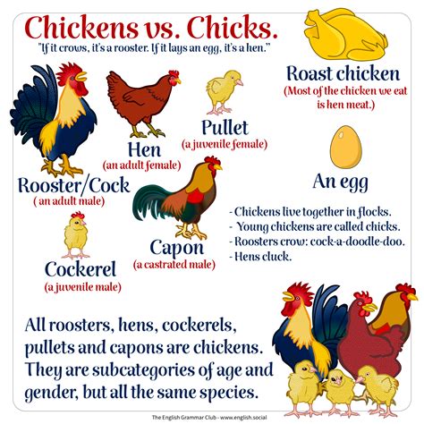 Is chick singular? Is chicken a plural form of chick? - Quora