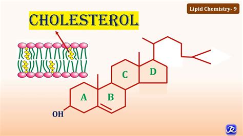 Is cholesterol a lipid Function and management