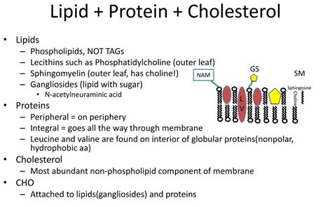 Is cholesterol a lipid or protein. .  ...