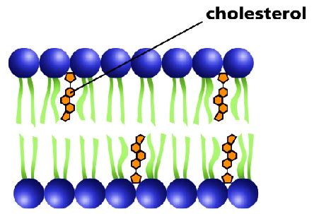 Is cholesterol a phospholipid.  &bull; Different from plasma, cholestero...