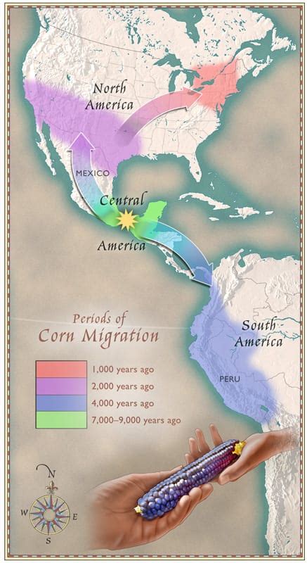 11 de ago. de 2023 ... The journey of corn from its indigenous roots in North America to Europe marked a significant turning point in the global spread of agriculture .... 