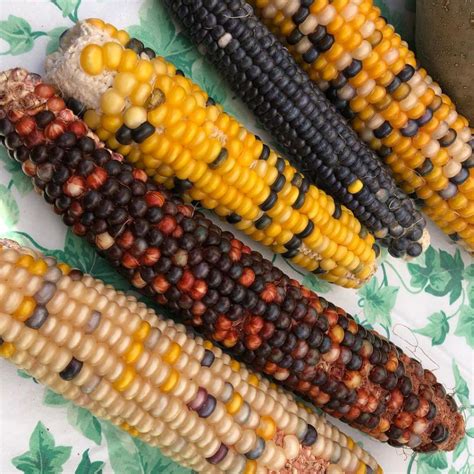 29 jul 2015 ... A soft variety not commonly found today, flour corn was most often used by Native Americans to make — surprise! — corn flour. Popcorn. A type of ...
