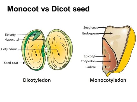 Is cotton a monocotyledon plant? - Quora