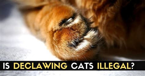 Is declawing cats illegal. There’s a fine line between “this job would probably suck” and “this is actually illegal.